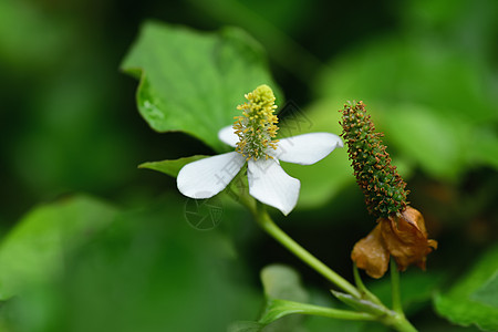 鱼腥草植物药草和蔬菜及花朵数据花瓣季节草本植物杂草蜥蜴叶子草药民间药品背景