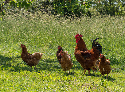 克罗地亚的免费猎犬和母鸡牧场农村农场羽毛家禽家畜团体农业环境绿色图片