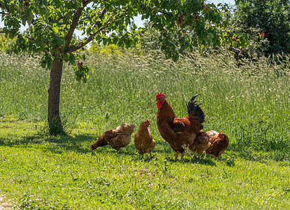 克罗地亚的免费猎犬和母鸡农家院牧场范围农场羽毛场地乡村草地农村团体图片