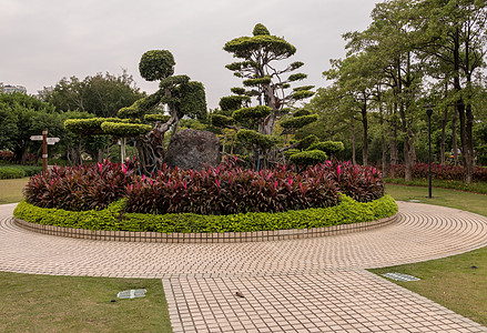 夏门拜州公园神职最高官园艺植物植物学花园衬套旅游公园盆栽绿色花朵图片