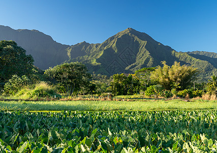 Kauai的Na Pali山叶架反射叶子爬坡帕里热带蓝天芋头农场绿色旅行图片