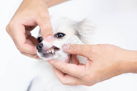 为宠物保健提供牙刷和宠物保健用牙刷来缝合清洁狗的牙齿兽医动物牙医卫生刷子牙科犬类白色小狗牙膏图片