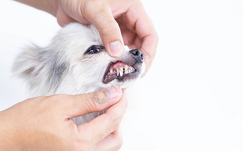 为宠物保健提供牙刷和宠物保健用牙刷来缝合清洁狗的牙齿动物兽医牙膏牙医白色小狗牙科犬类头发刷子图片