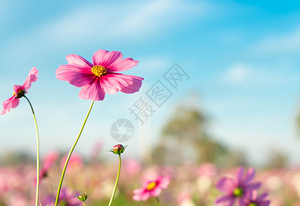 紧贴的美丽粉色宇宙花朵 蓝天空背景 S花园草地植物植物群绿色天空紫色农村场地季节图片