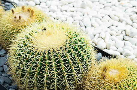 特写桶状仙人掌背景文本白色宏观圆形植物花园绿色植物群植物学热带多刺图片