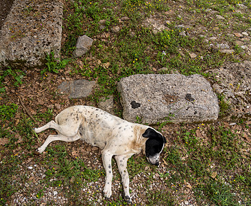 在希腊奥林匹亚首届奥林匹克运动会现场睡觉的狗狗图片