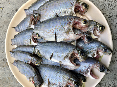 盘子里的淡水鱼海洋午餐海鲜营养餐厅鲭鱼腹部低音市场打扫图片