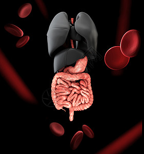 有肺的人体消化系统  3d 渲染图片