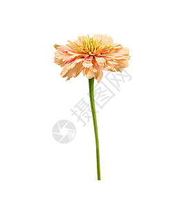 白底孤立的银尼亚开花的粉红芽粉色植物学叶子花瓣植物花束植物群雏菊宏观圆圈图片