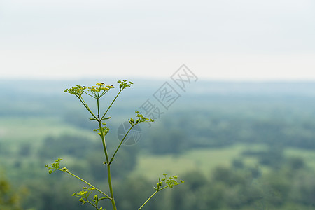 自然背景上的箭纹树枝植物宏观花园森林天空晴天环境公园季节场地图片