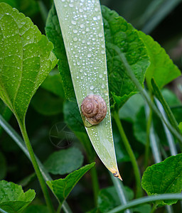 水滴涟漪长绿叶上的棕色蜗牛背景