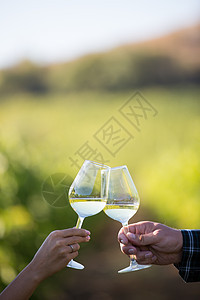 两只手握着葡萄园背景的杯子和白葡萄酒图片