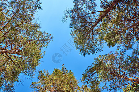 长松和树冠与蓝天对立叶子环境公园松树森林天空风景黄色树干植物图片