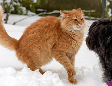 大红猫跟一只黑狗在雪中玩宠物毛皮红色成人头发橙子黄色哺乳动物动物白色图片