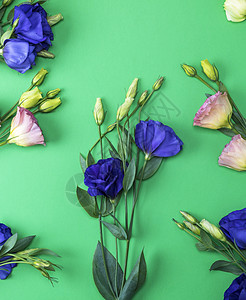 古托马利西安图斯植物群紫色花瓣叶子白色卡片庆典粉色绿色蓝色图片