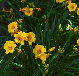 夏日的黄黄色花朵花园萱草场地美丽百合植物绿色叶子黄色季节开花高清图片素材