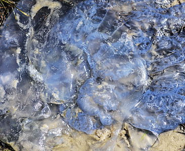 白水母死在黑海海岸上海蜇支撑海岸线海岸环境白色晴天动物蓝色死亡图片