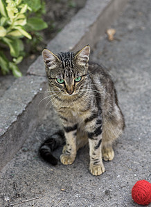 街头条纹猫坐在沥青上高清图片