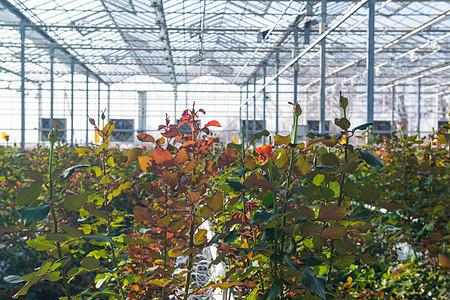 有花朵的温和的玫瑰花花瓣植物群收成水培生长植物园艺农场玻璃技术图片
