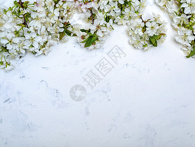 樱桃枝 白纹的苏白色上带白花蕾图片