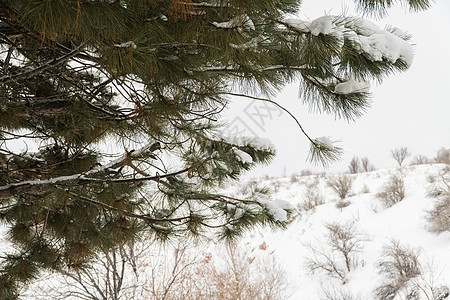 一个支部冬季支部木头空白季节寒冷天气松树云杉背景