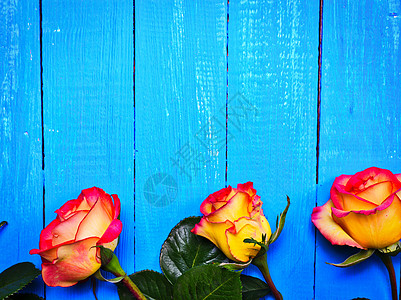 三朵蓝色木制背景的黄红玫瑰图片