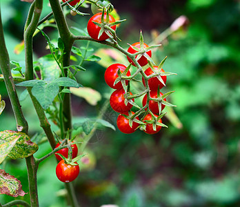 一群成熟的红樱桃西红柿 在绿树丛上背景图片