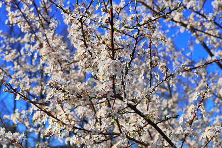 春时盛开的美丽的樱桃树和梅花树花园叶子玉兰种子花束植物对角线天空李子生长图片