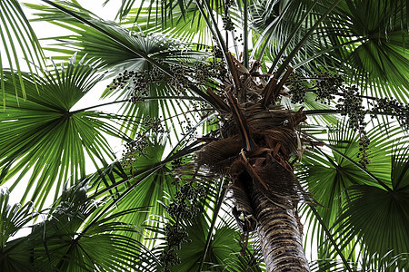 花园棕榈树的热带夏季图片
