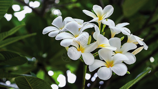 花园中的佛吉帕尼或普卢梅里花朵白色的高清图片素材
