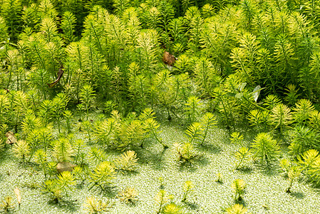 桉树和鹦鹉的羽毛  池塘里的绿叶植物学杂草沼泽淡水尾藻溪流植物生长大都会花园图片