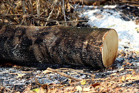 全球变暖 森林砍伐群 包括新砍的树桩和燃烧图片