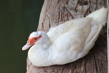 鸭子白 母鸭白 在水面之上的木制地板上背景图片
