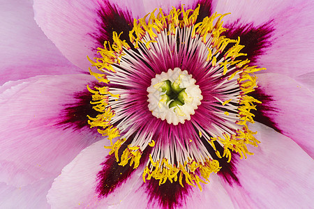 近距离拍摄的庞尼窒息性花朵背景图片