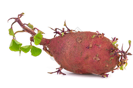 硝化甜土豆绿色农业灯泡植物学生长豆芽生活红色白色土豆图片