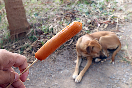 狗和香肠 手拿香肠和棕色狗饿了(有选择的重点)背景图片