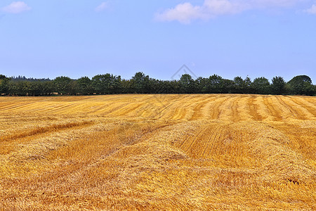 农业作物和小麦田的夏季观景 准备供人耕种场地农村小麦生长粮食感恩谷物农场国家收获图片