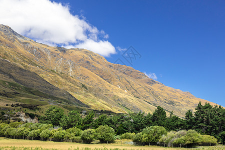 新西兰南部的风景图案旅行树木公园植物旅游乡村国家绿色蓝色森林图片