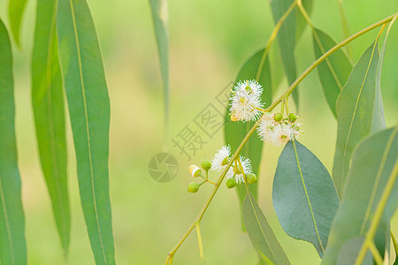 桉树叶生物学球状体坚果叶子植物绿色药品阳光胶树枝条图片