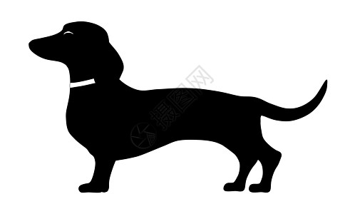 dachshund 立方姿势图片