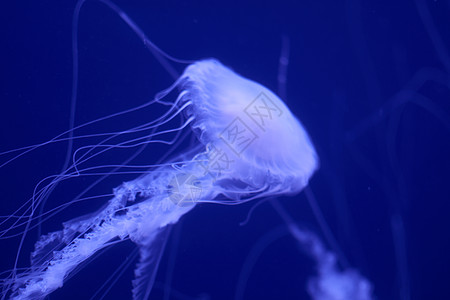 蓝色水母在蓝色上的荧光水母动物情调浮潜水族馆野生动物生物热带呼吸管动物园冒险背景