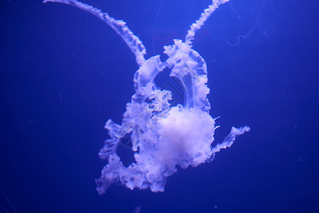 蓝色水母在蓝色上的荧光水母野生动物海蜇潜艇情调水族馆潜水异国冒险动物浮潜背景