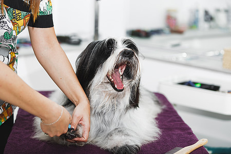 宠物裁缝犬钉 有选择性的焦点图片