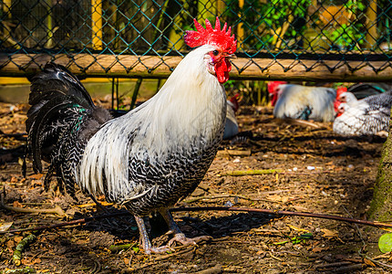 黑白制动鸡的近切肖像 来自的流行品种图片