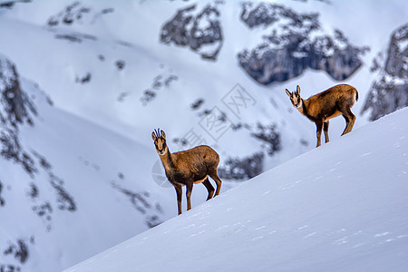 在西班牙国家公园山峰的雪中天气荒野动物山羊公园动物群远足野生动物磨砂顶峰图片