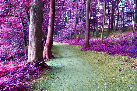 乡村 la 美丽的粉红色和紫色红外线全景墙纸木头叶子公园樱花蓝色森林树叶树木反射图片