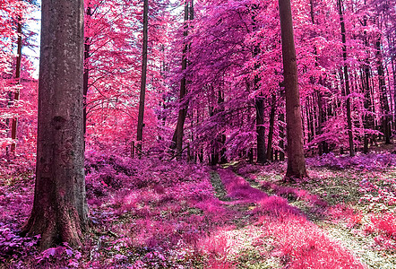 乡村 la 美丽的粉红色和紫色红外线全景墙纸漫画树木木头叶子正方形马赛克反射树叶蓝色图片