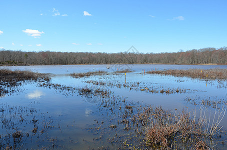 在湿地用各种植物浇灌鸭子野生动物鸟类动物池塘树木图片