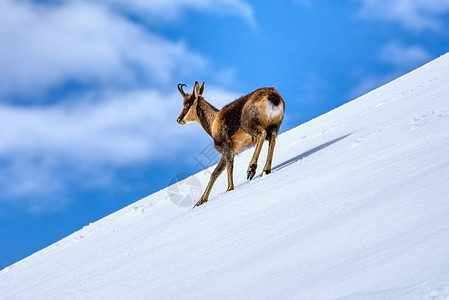 在西班牙国家公园山峰的雪中野生动物公园荒野顶峰天气国家远足山羊牛角动物群图片