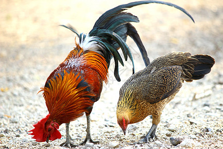 泰国与鸡鸡公鸡搏斗的泰国家庭养鸡田图片